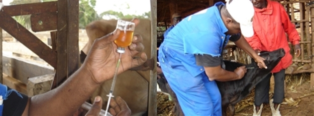 (Photo captions l-r: Preparing and vaccinating cattle against East Coast Fever.